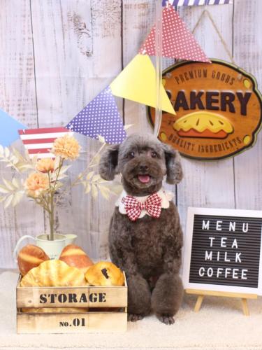 20240908モカくん